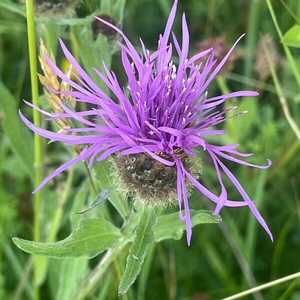 Centaurea nigra Kukka