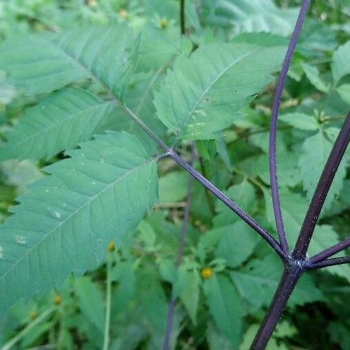 Bidens frondosa Fuelha