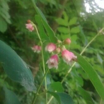 Apocynum androsaemifolium Flower