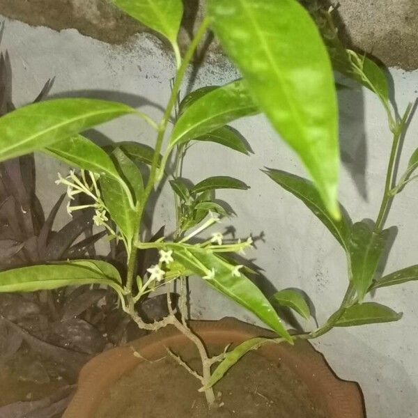 Cestrum nocturnum পাতা