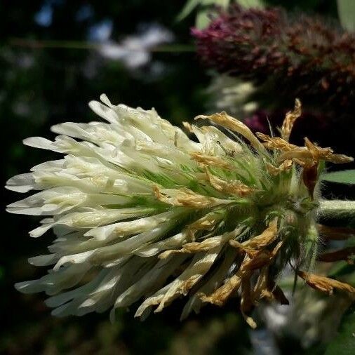 Trifolium pannonicum Fleur