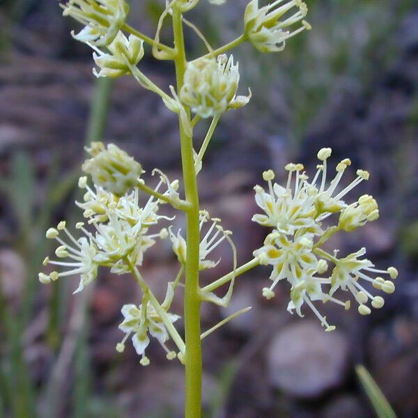 Toxicoscordion paniculatum Цвят