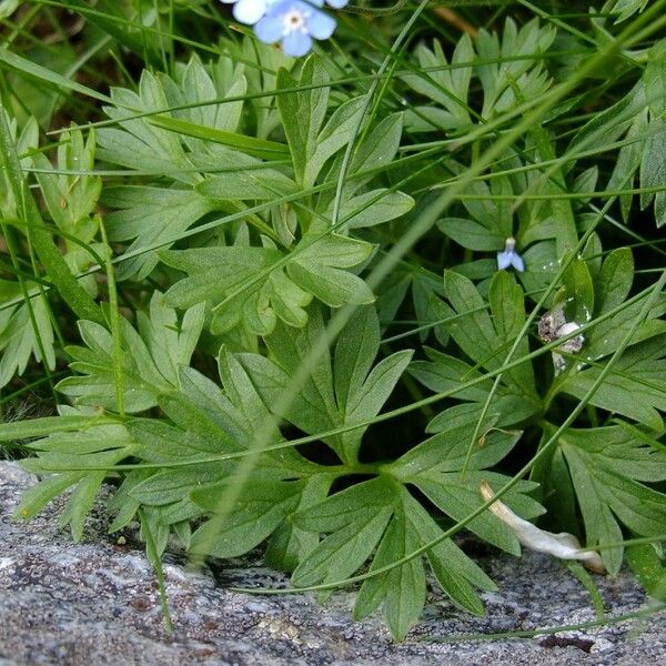 Callianthemum coriandrifolium Muu