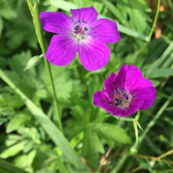 Geranium sylvaticum Flower