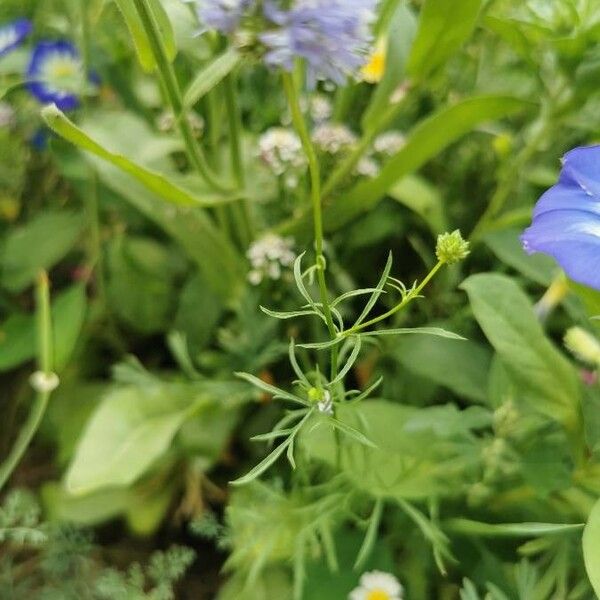 Gilia capitata Leaf