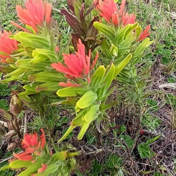 Castilleja integrifolia Цветок