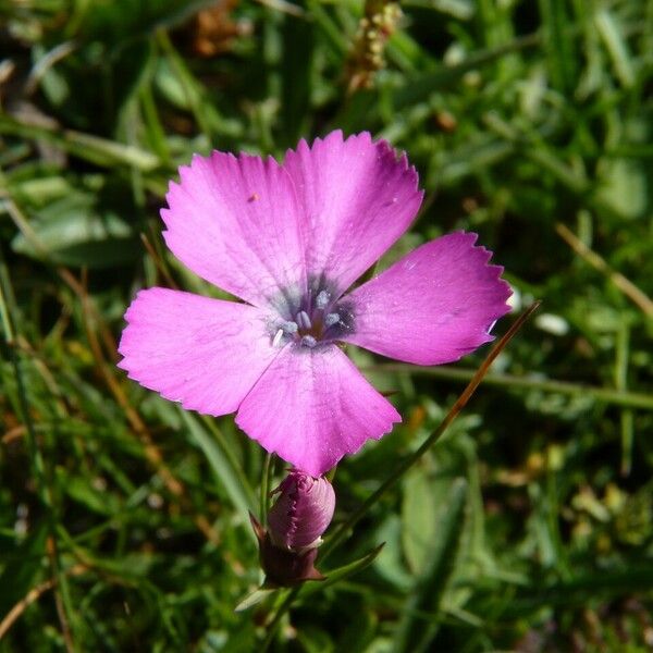 Dianthus pavonius 花