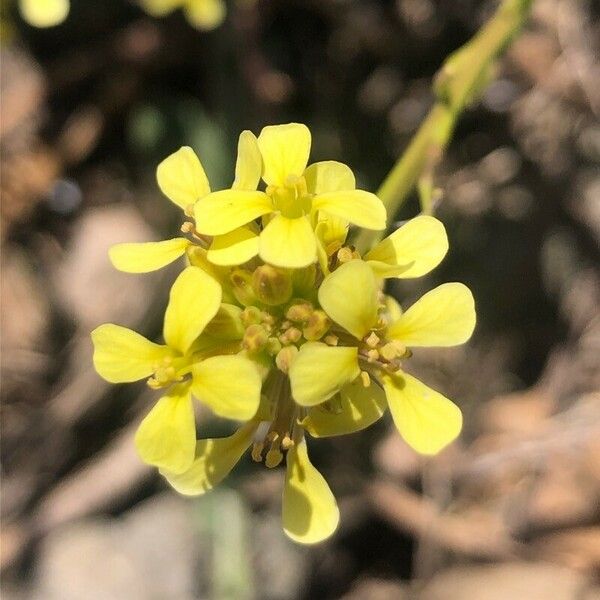 Rapistrum rugosum പുഷ്പം