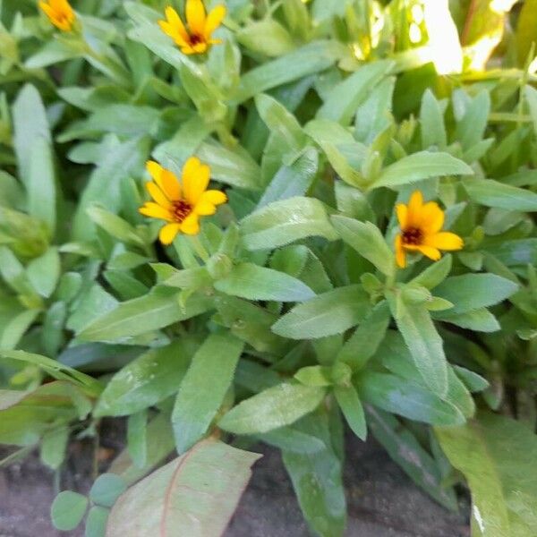 Calendula arvensis Other