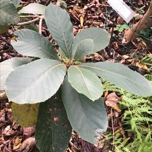 Clethra mexicana Yaprak