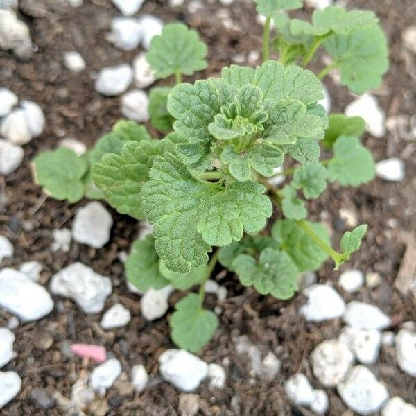 Lamium amplexicaule Hoja