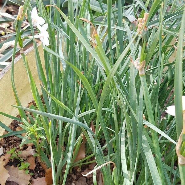 Narcissus papyraceus Leaf