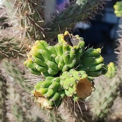 Cylindropuntia imbricata Φρούτο