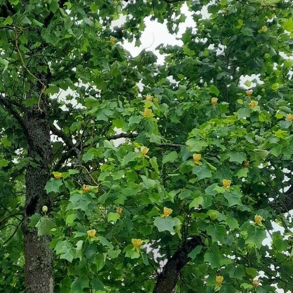 Liriodendron tulipifera Hàbitat