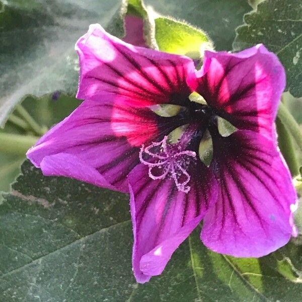 Malva arborea Flower