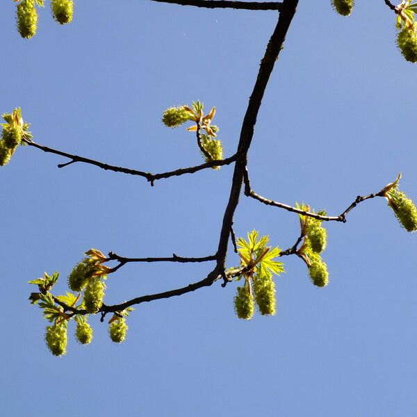 Acer macrophyllum Žiedas