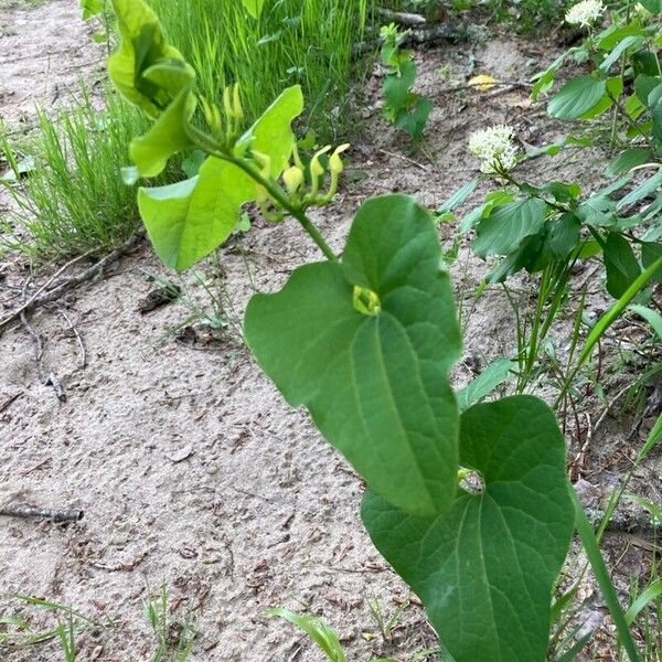 Aristolochia clematitis Folio