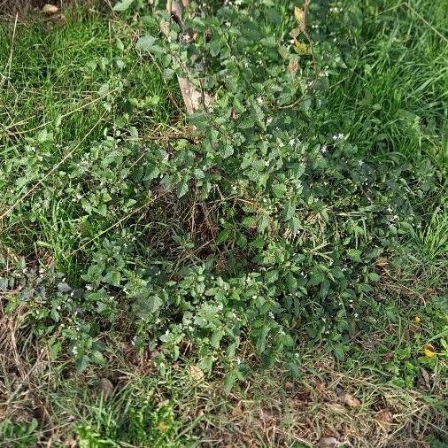 Solanum nigrum Habitus