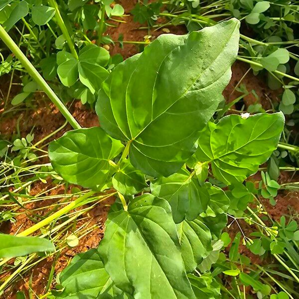 Boerhavia erecta Blad