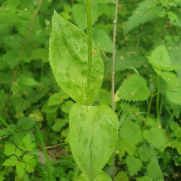 Silene dioica Листок