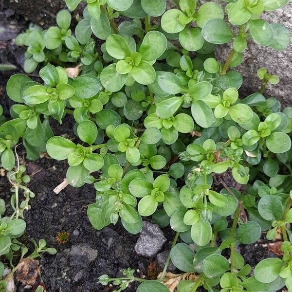 Polycarpon tetraphyllum Облик