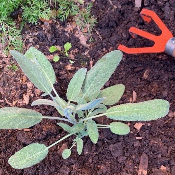 Salvia officinalis पत्ता