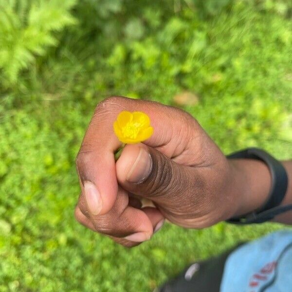 Ranunculus polyanthemos Flower