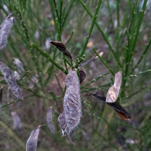 Cytisus scoparius Vrucht