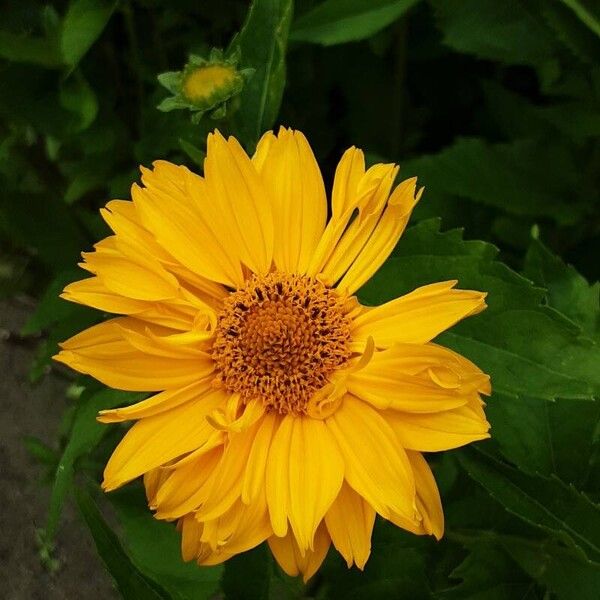 Heliopsis helianthoides Květ