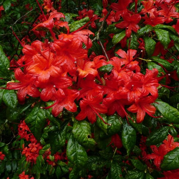 Rhododendron prunifolium Fleur