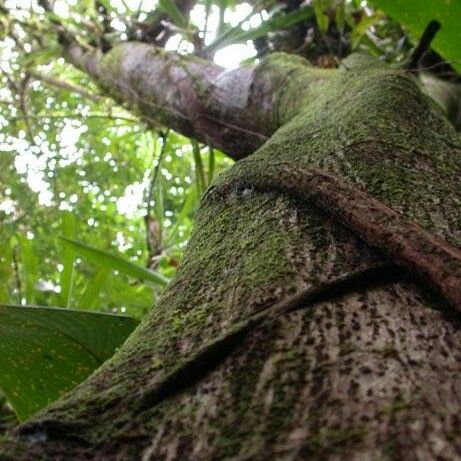 Ficus cahuitensis പുറംതൊലി