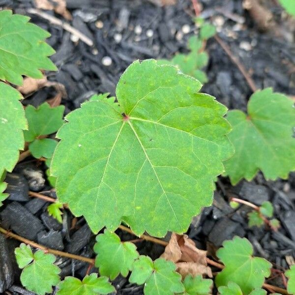 Vitis rotundifolia पत्ता