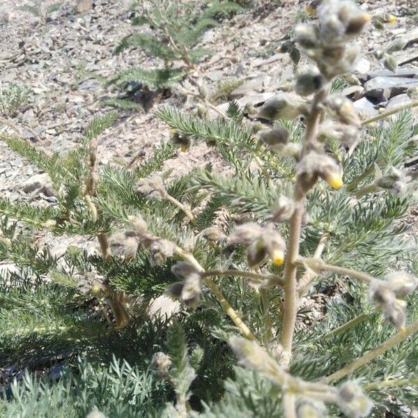 Achillea crithmifolia Květ