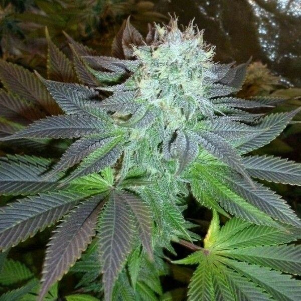 Cannabis sativa Flor