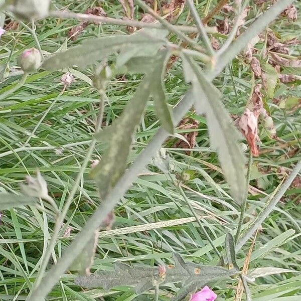 Althaea cannabina 葉