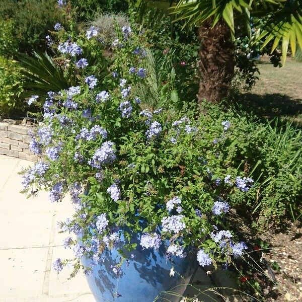 Plumbago auriculata Flower