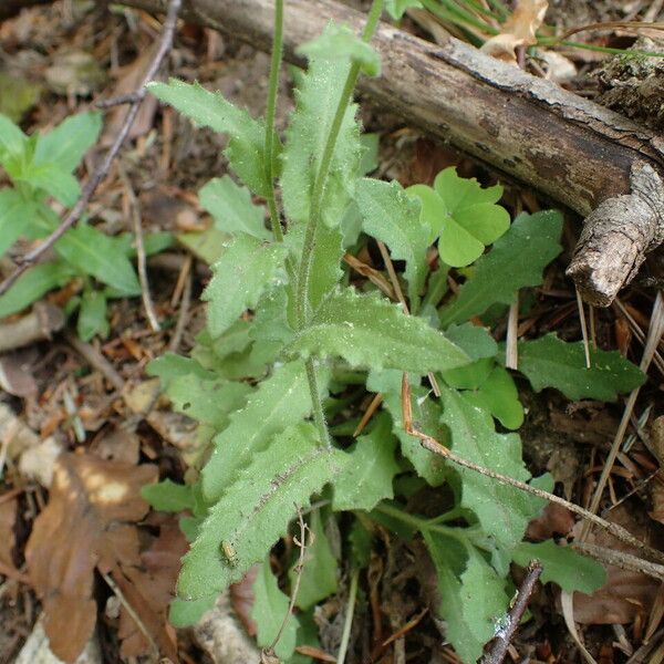Arabis alpina Leaf