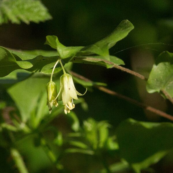 Prosartes hookeri Habit