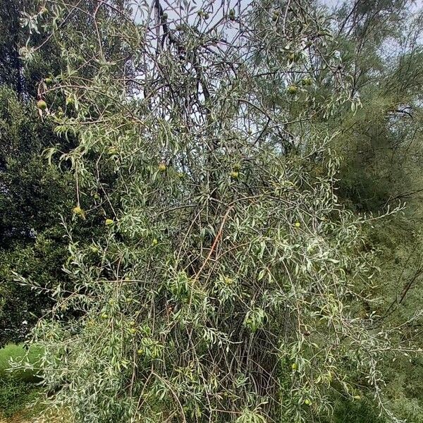 Pyrus salicifolia Habit