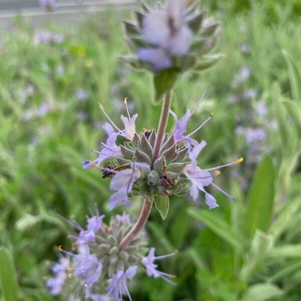 Salvia leucophylla Květ