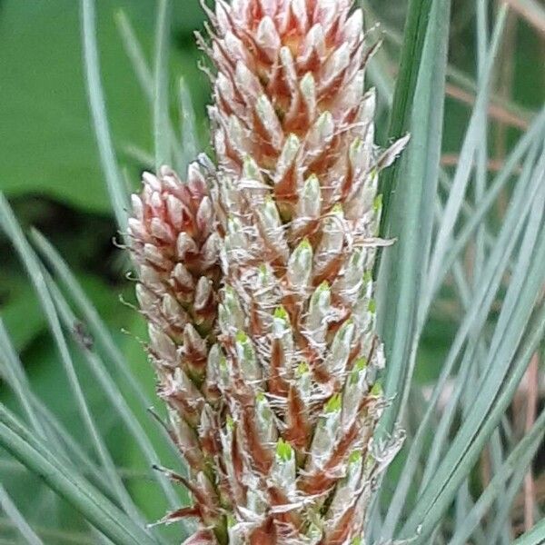 Pinus pinaster Feuille