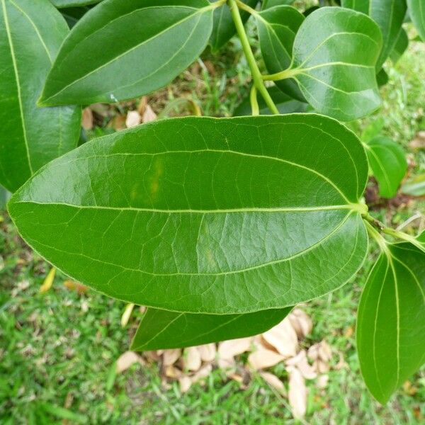 Cinnamomum verum Blad