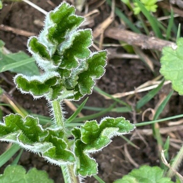 Heracleum sibiricum Folla