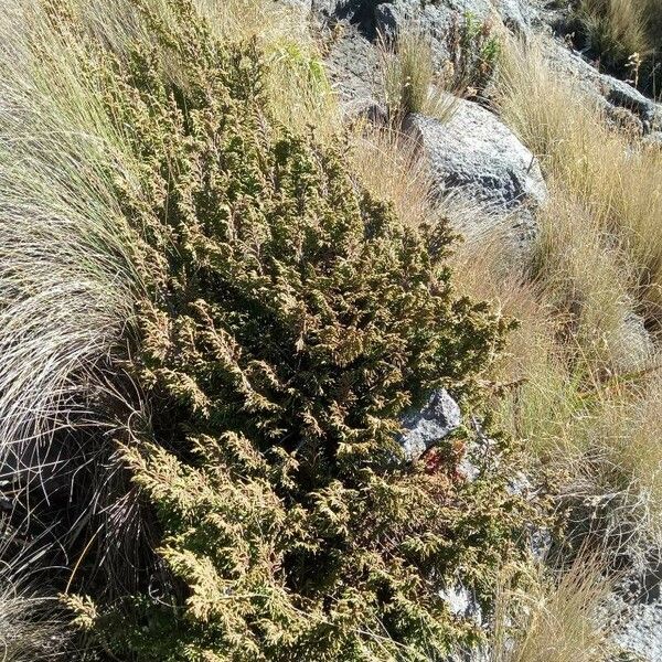 Juniperus monticola Staniste