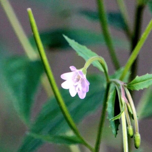 Epilobium montanum Цвят