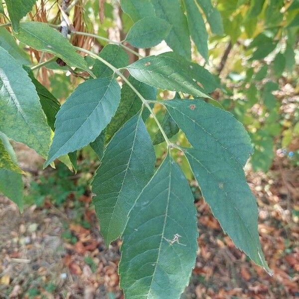 Fraxinus pennsylvanica Folha