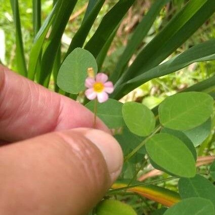 Oxalis barrelieri Flower