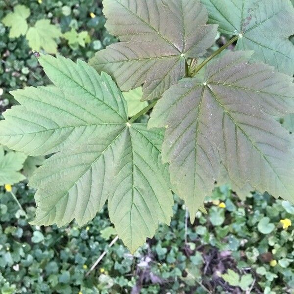 Acer pseudoplatanus Leaf