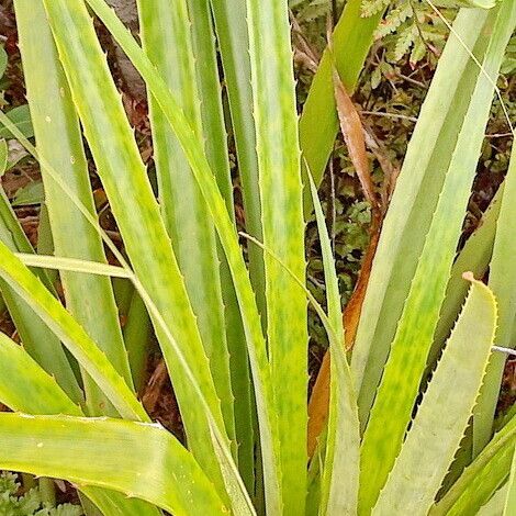 Bromelia antiacantha পাতা