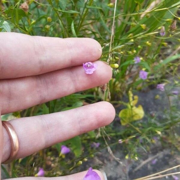 Agalinis tenuifolia Kukka